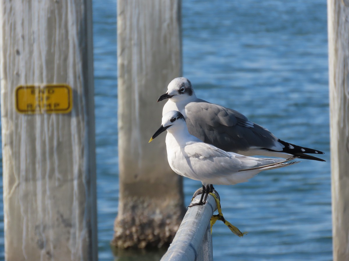 Пестроносая крачка - ML645918356