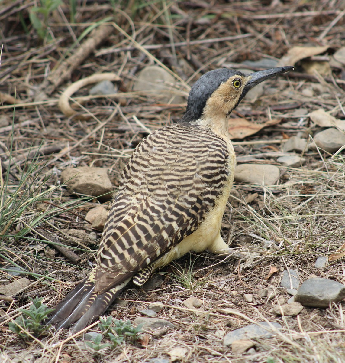 Андский дятел - ML645918357