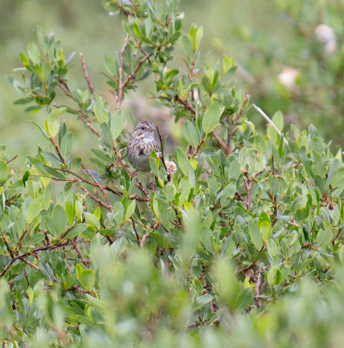 Еловая овсянка - ML645918358