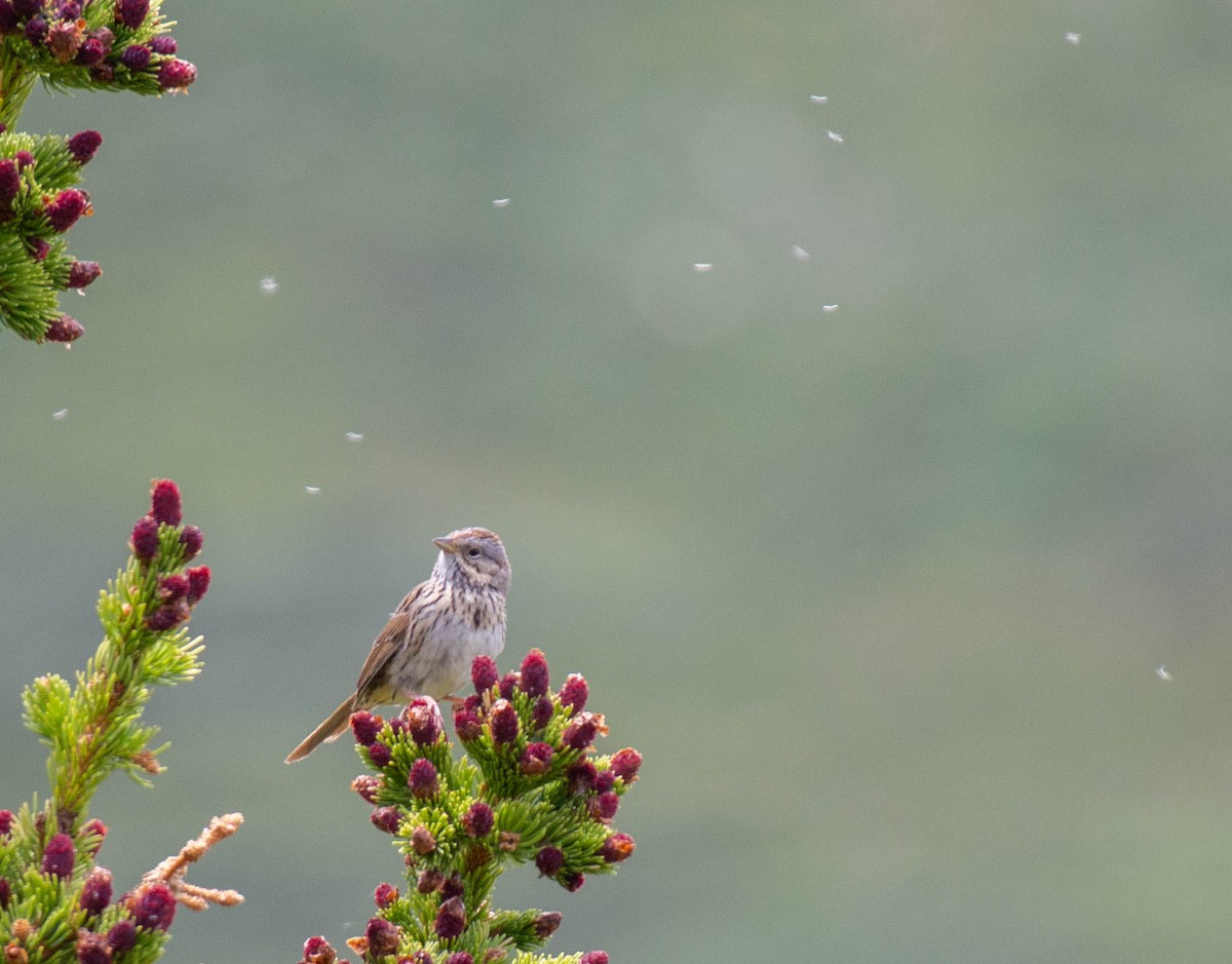 Еловая овсянка - ML645918359