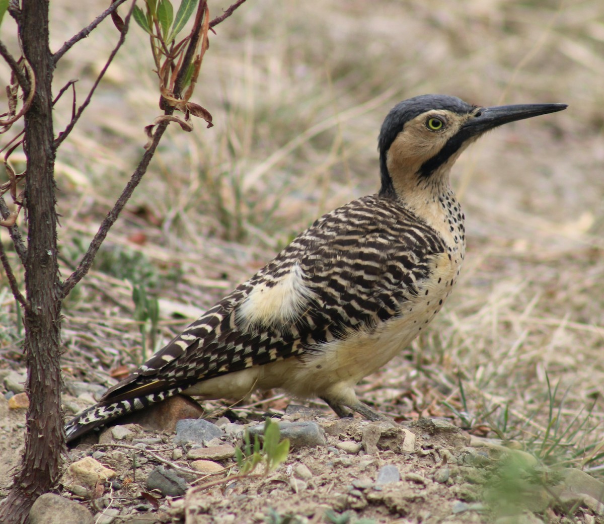 Андский дятел - ML645918360