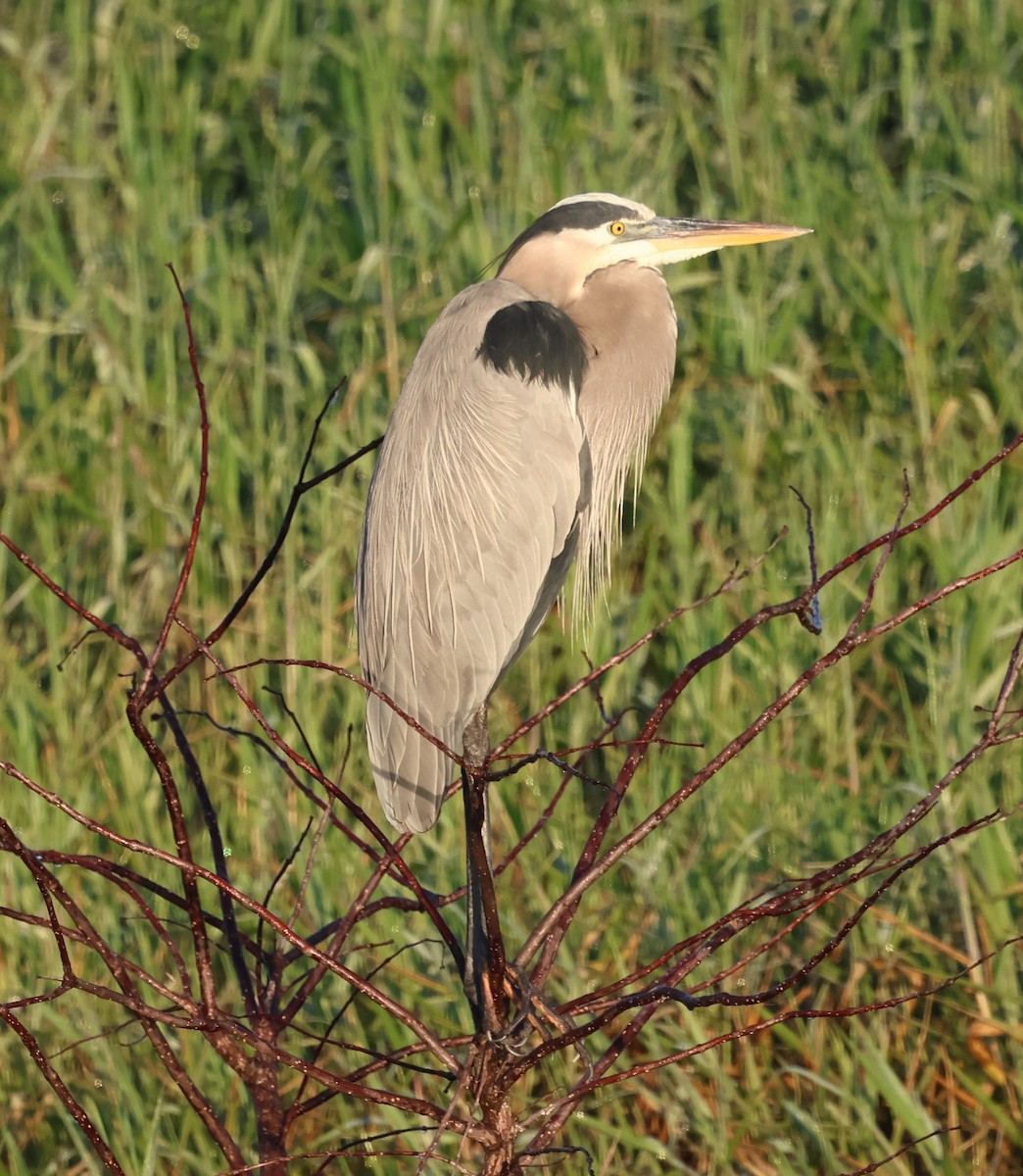 Большая голубая цапля - ML645918361