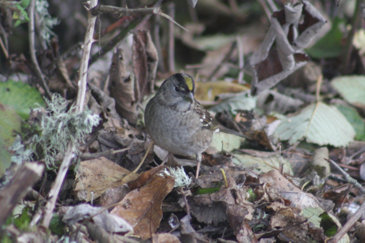 Чернобровая овсянка - ML645918362