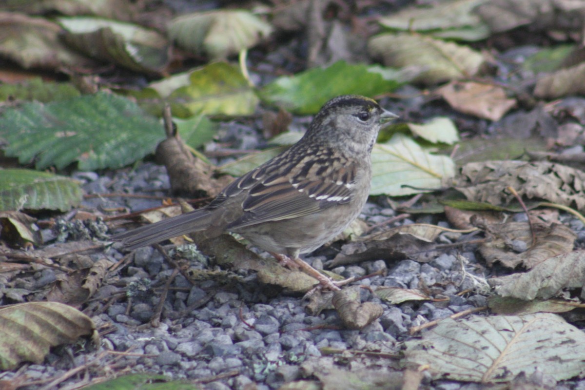 Чернобровая овсянка - ML645918363