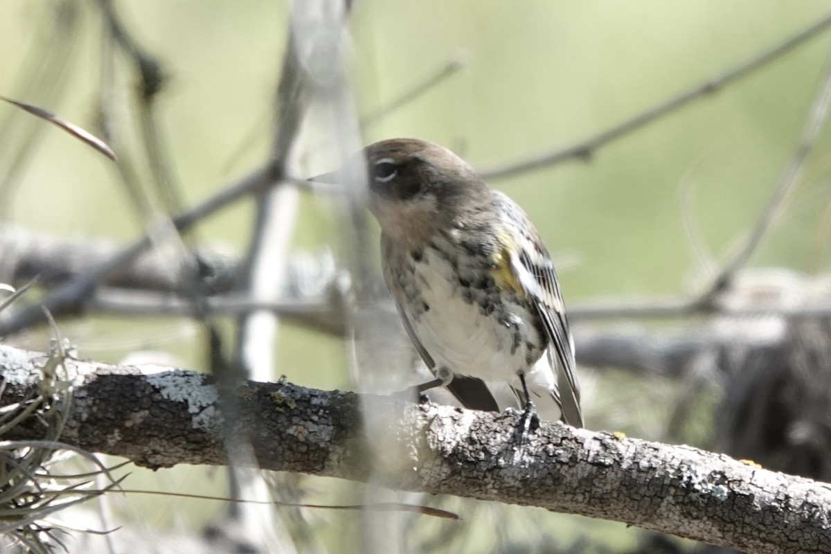 Миртовый певун - ML645918364