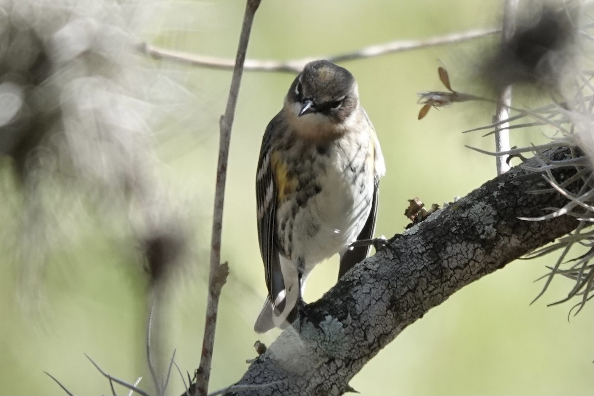 Миртовый певун - ML645918365