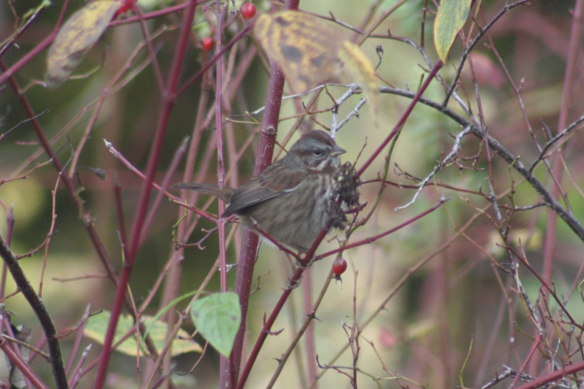 Певчая овсянка - ML645918367