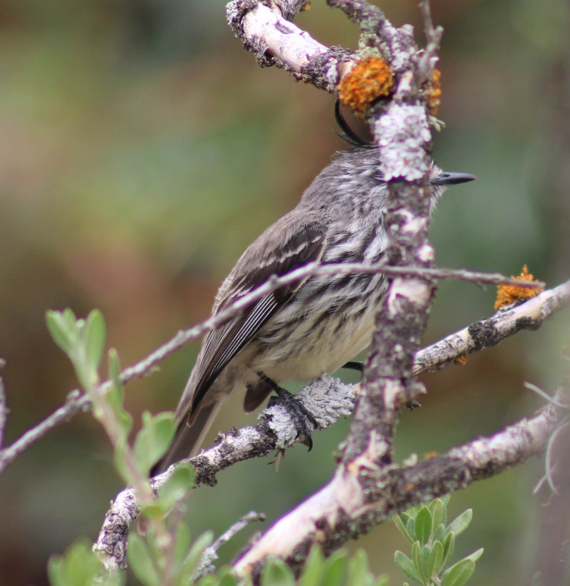 Синицевый гренадерчик - ML645918368