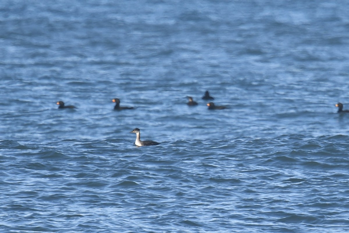 Серощёкая поганка - ML645918369