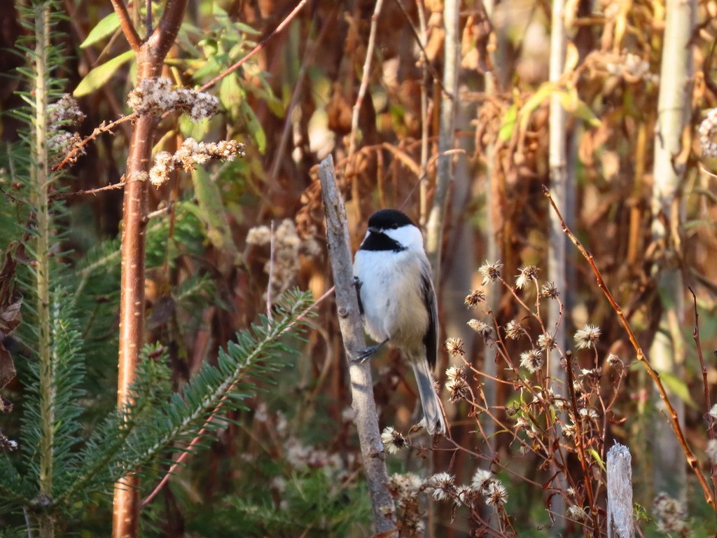 Черношапочная гаичка - ML645918370