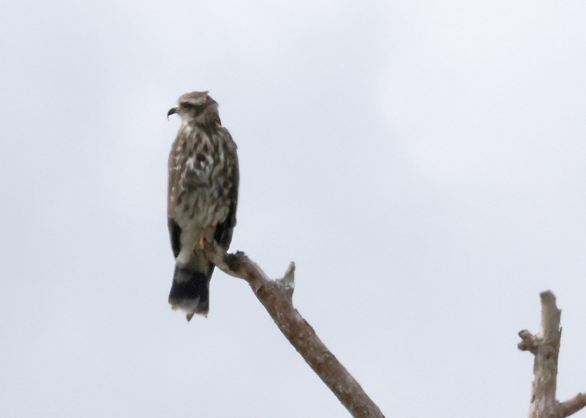 Коршун-слизнеед - ML645918371