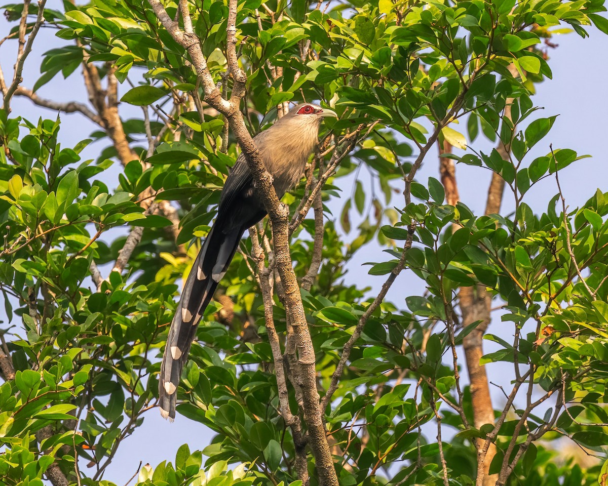 Длиннохвостая малкоа - ML645918372