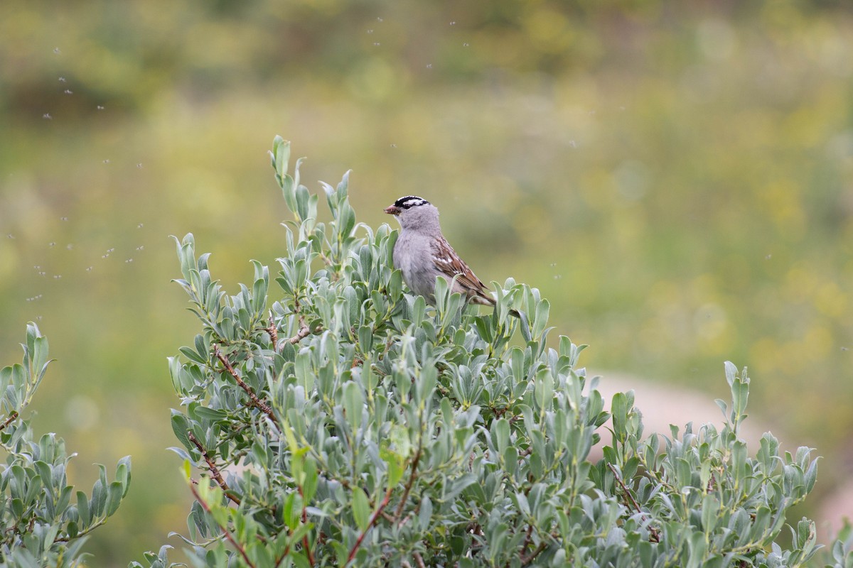 Белобровая овсянка - ML645918373