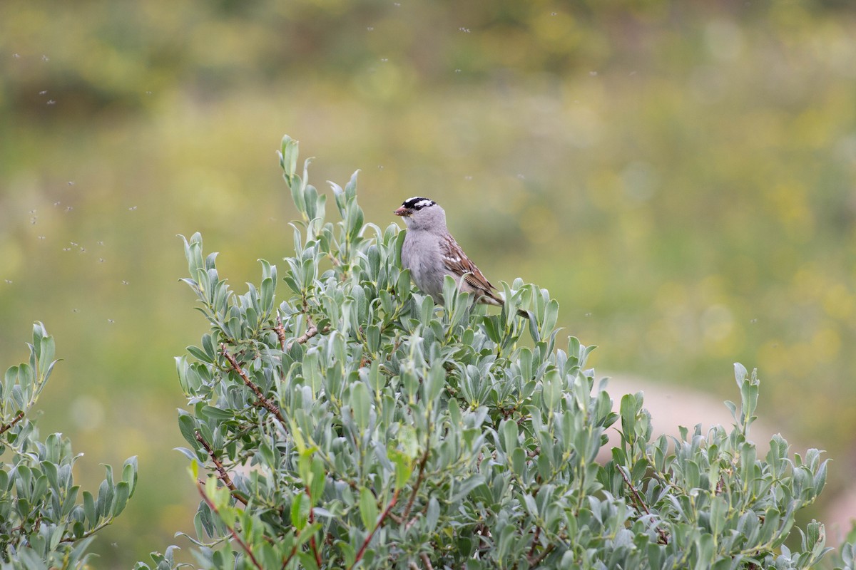 Белобровая овсянка - ML645918374