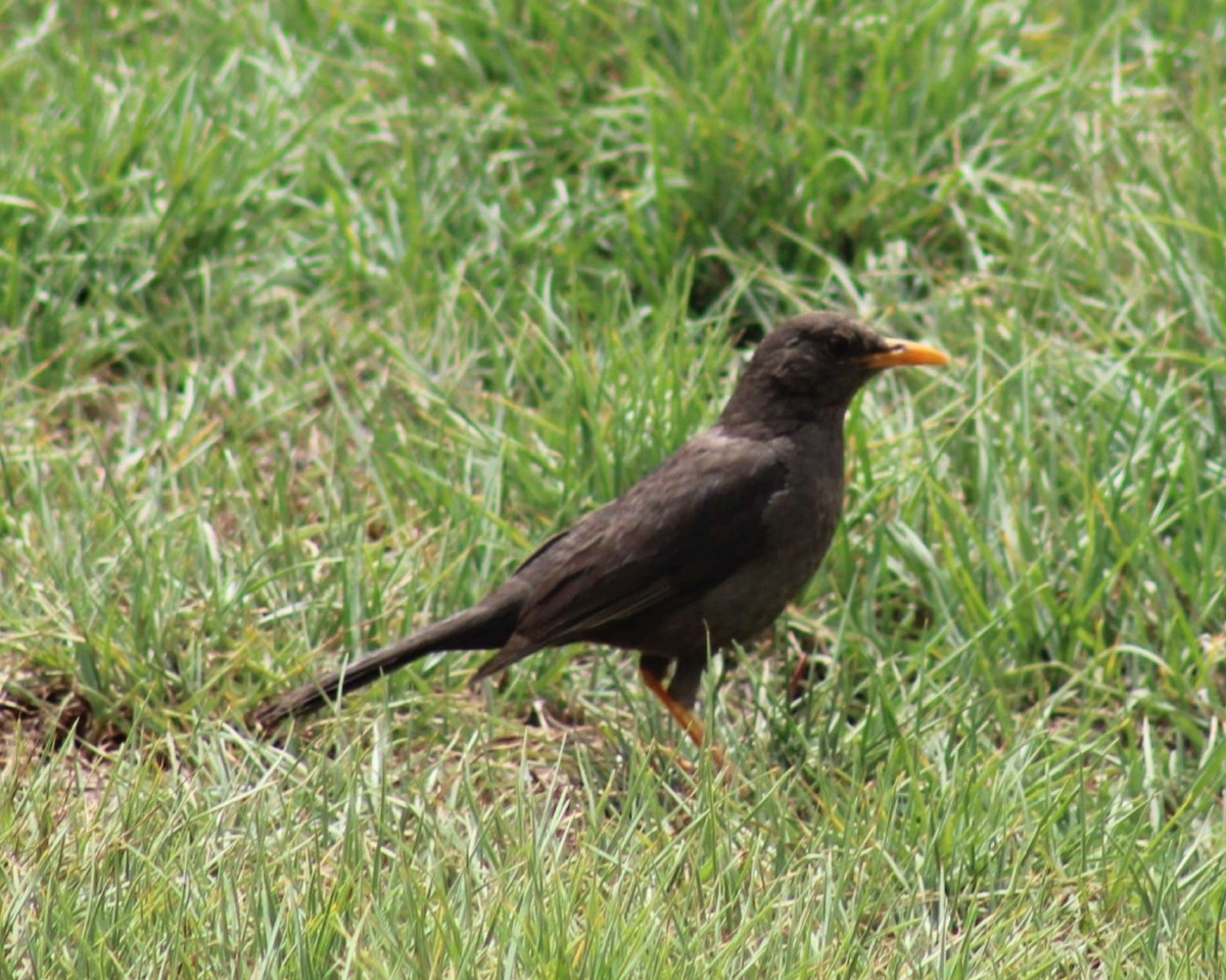 Дрозд-чигуанко - ML645918375