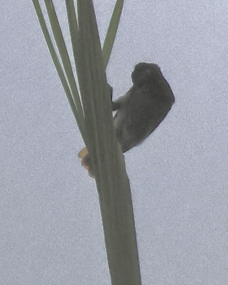 Бурохвостый райский шилоклюв - ML645918376