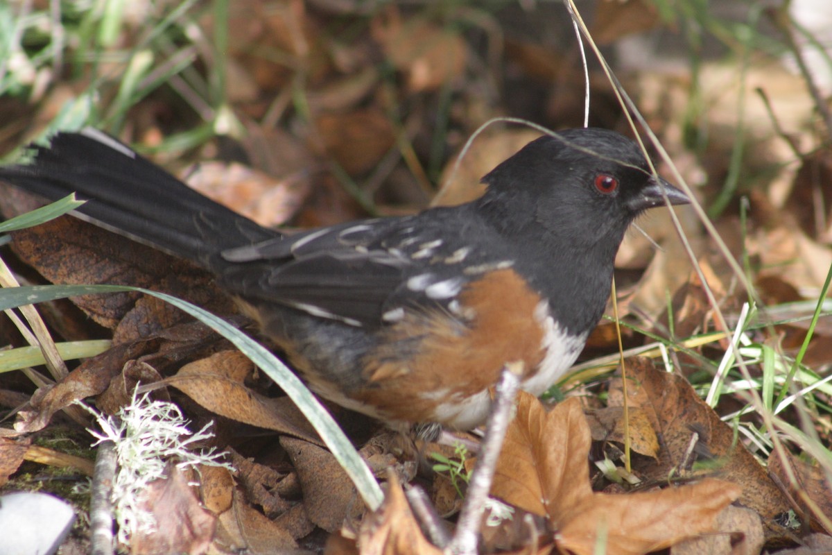 Пятнистый тохи - ML645918377