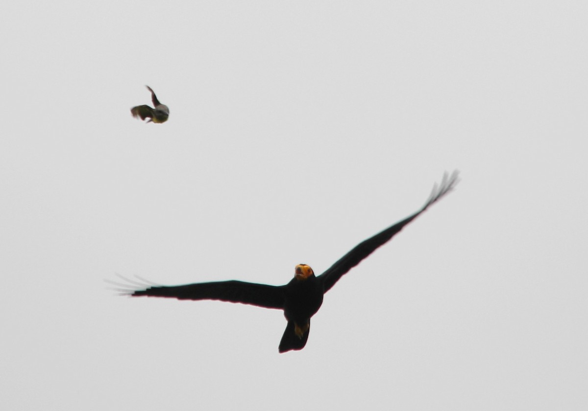 Чёрная каракара - ML645918378