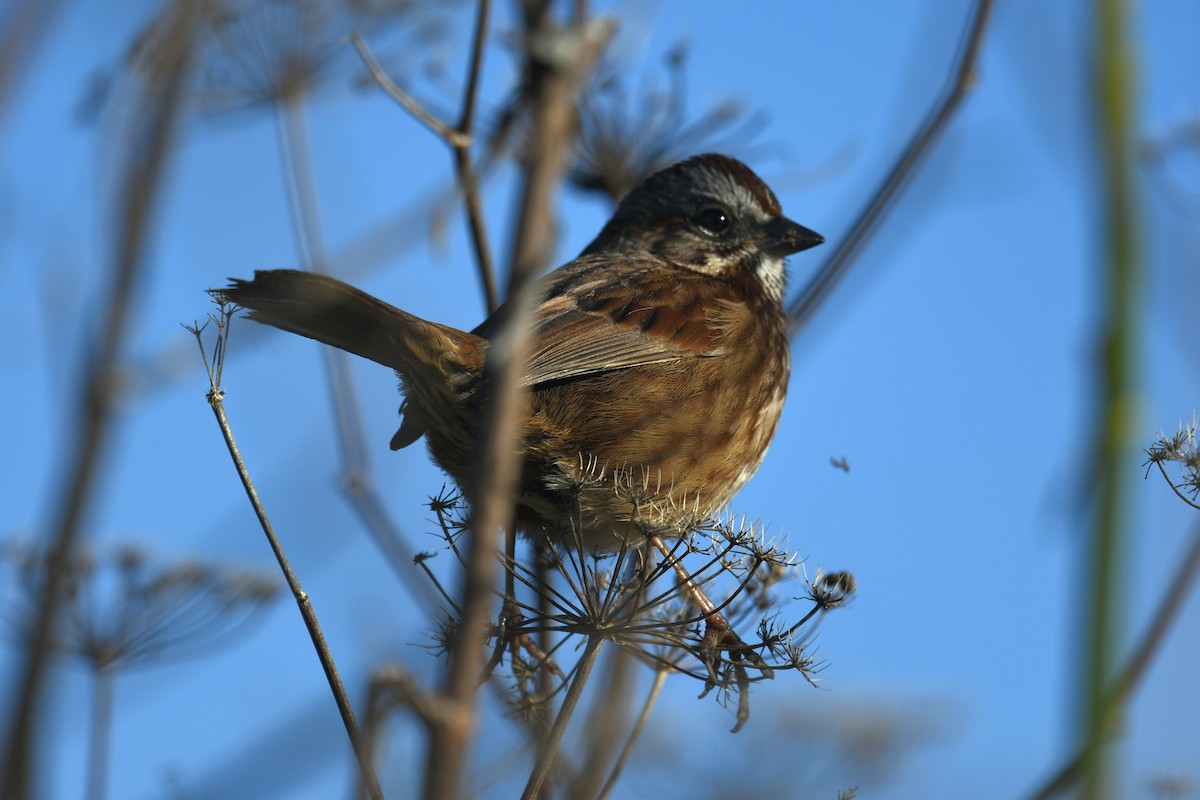 Chingolo Cantor - ML645918383
