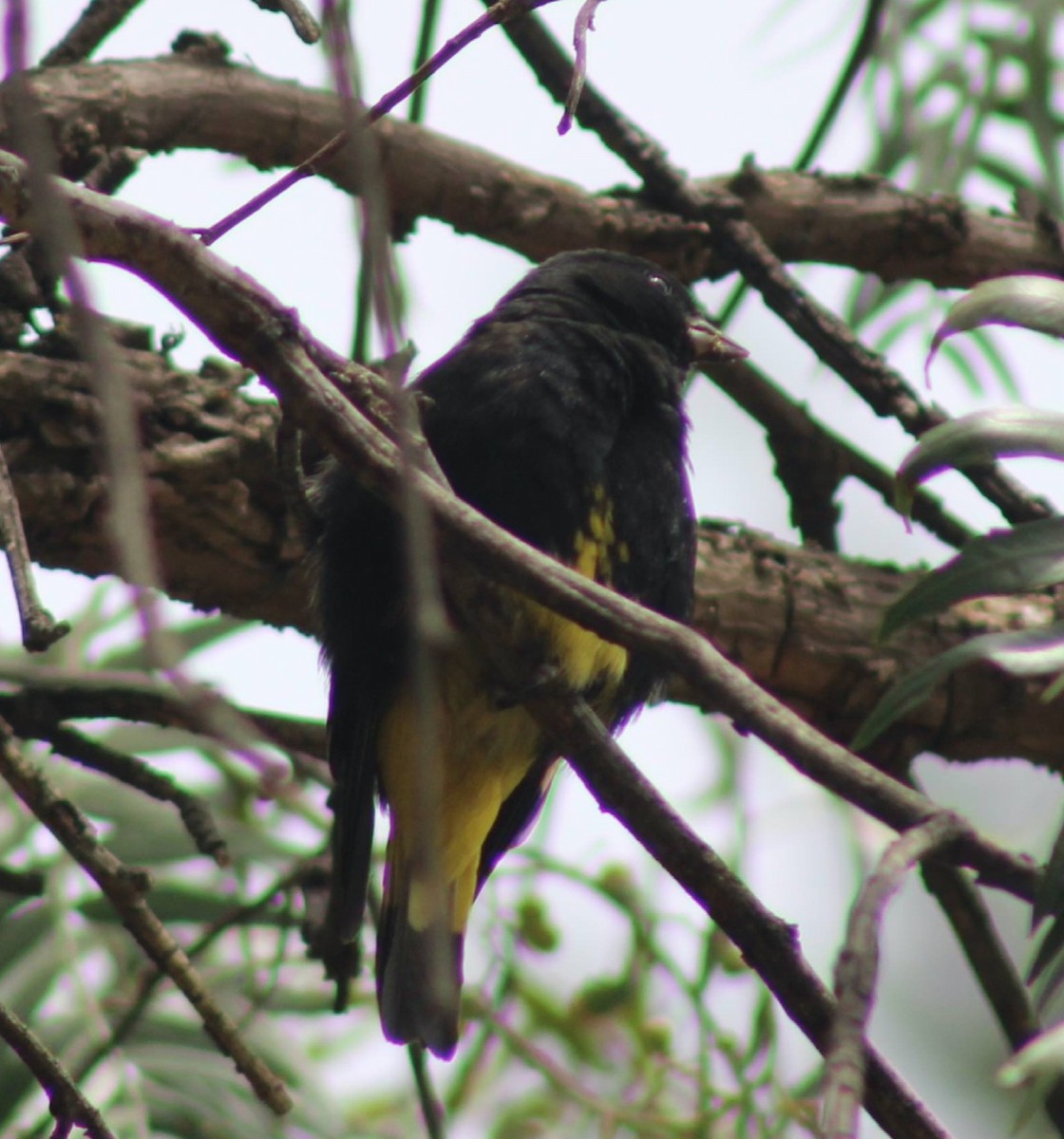 Schwarzzeisig - ML645918384