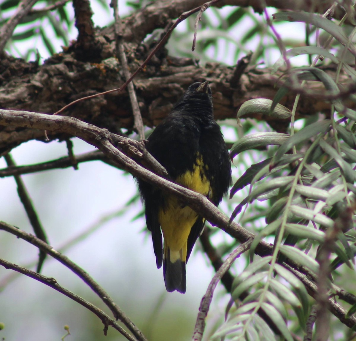 Schwarzzeisig - ML645918385