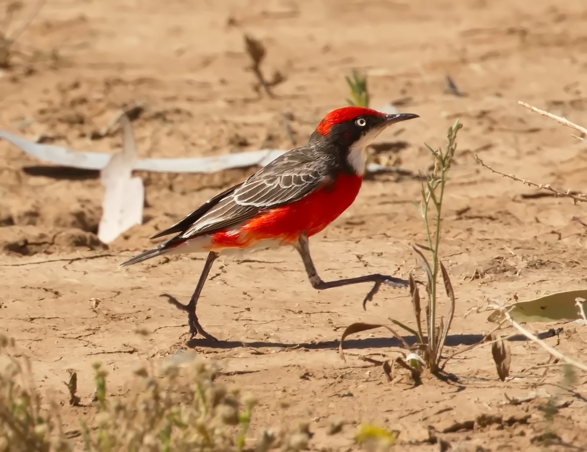 Crimson Chat - ML645918388