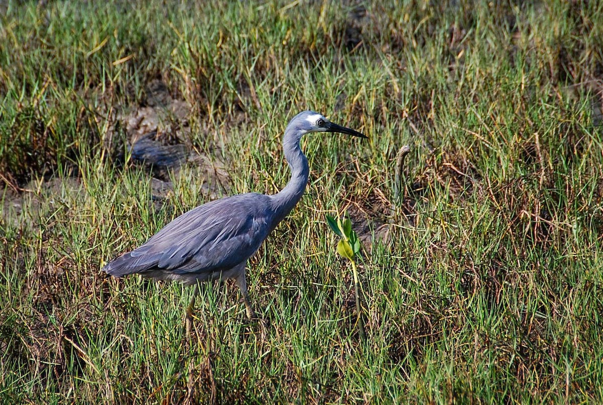 White-faced Heron - ML645918396