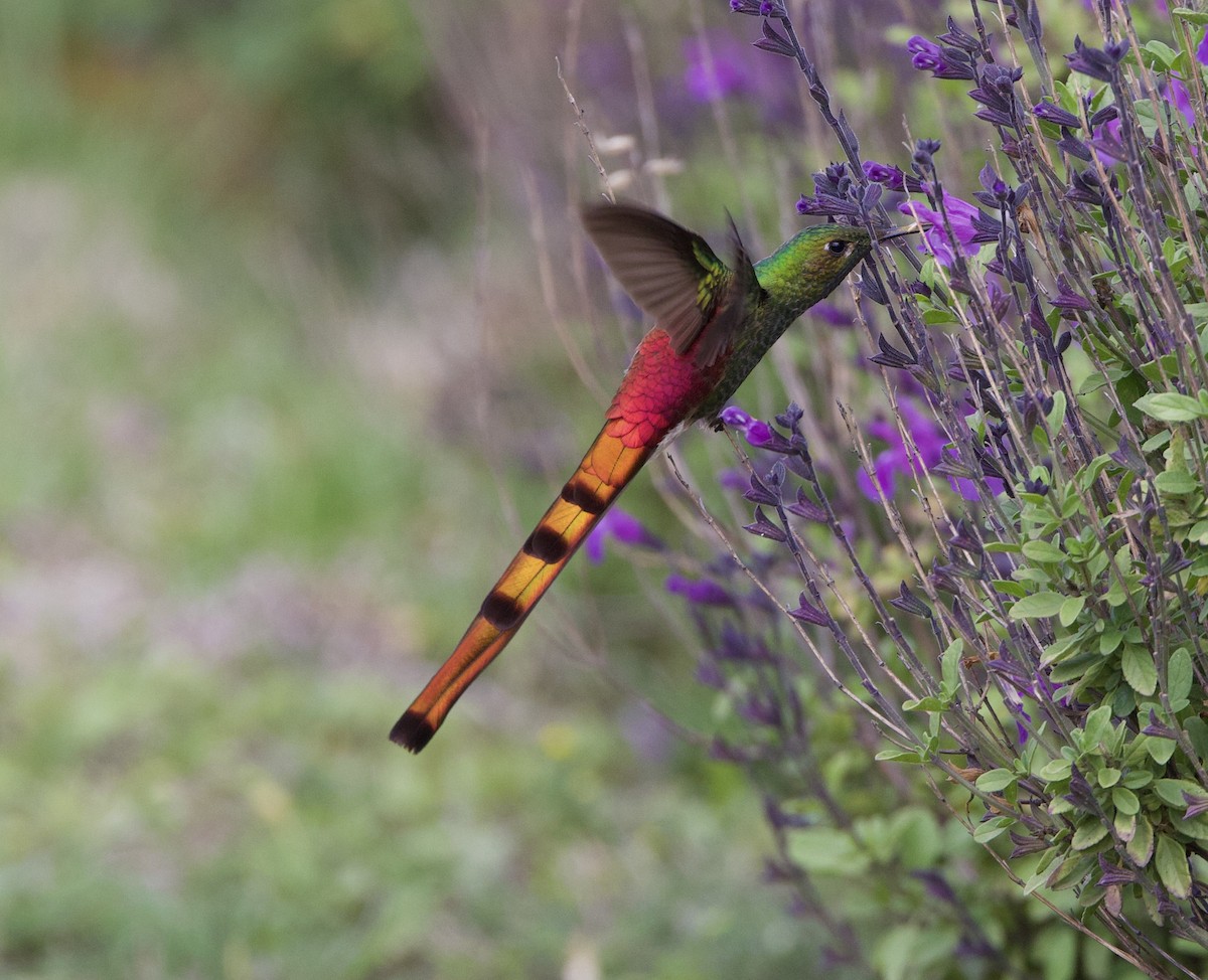 Colibrí Cometa - ML645918400