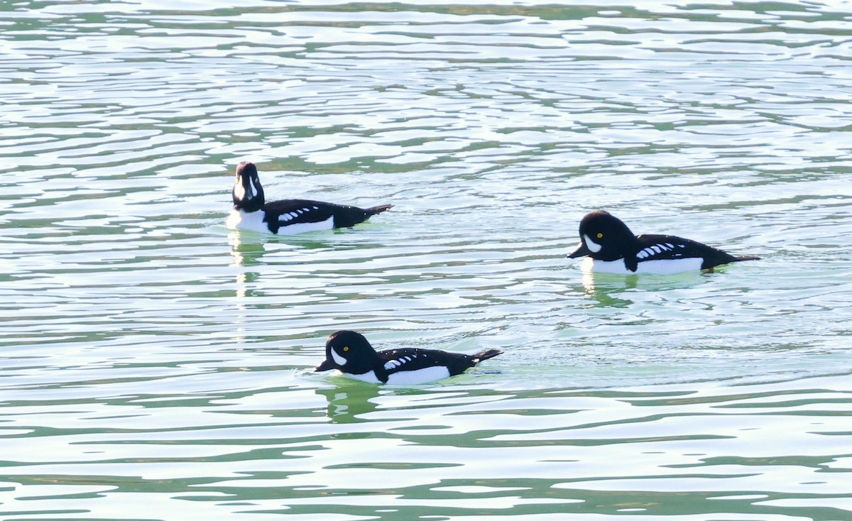 Barrow's Goldeneye - ML645918401