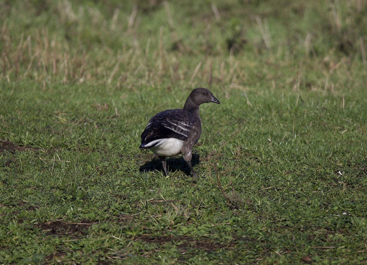Barnacla Carinegra - ML645918402