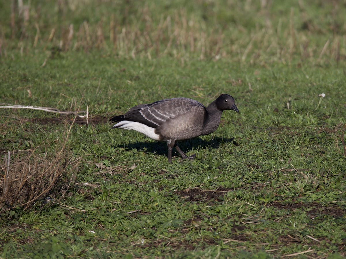 Barnacla Carinegra - ML645918403