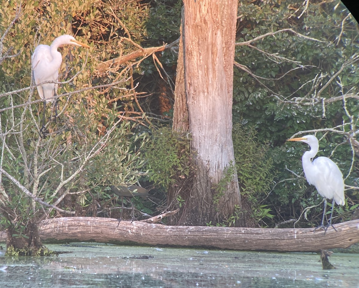 Garceta Grande - ML645918405