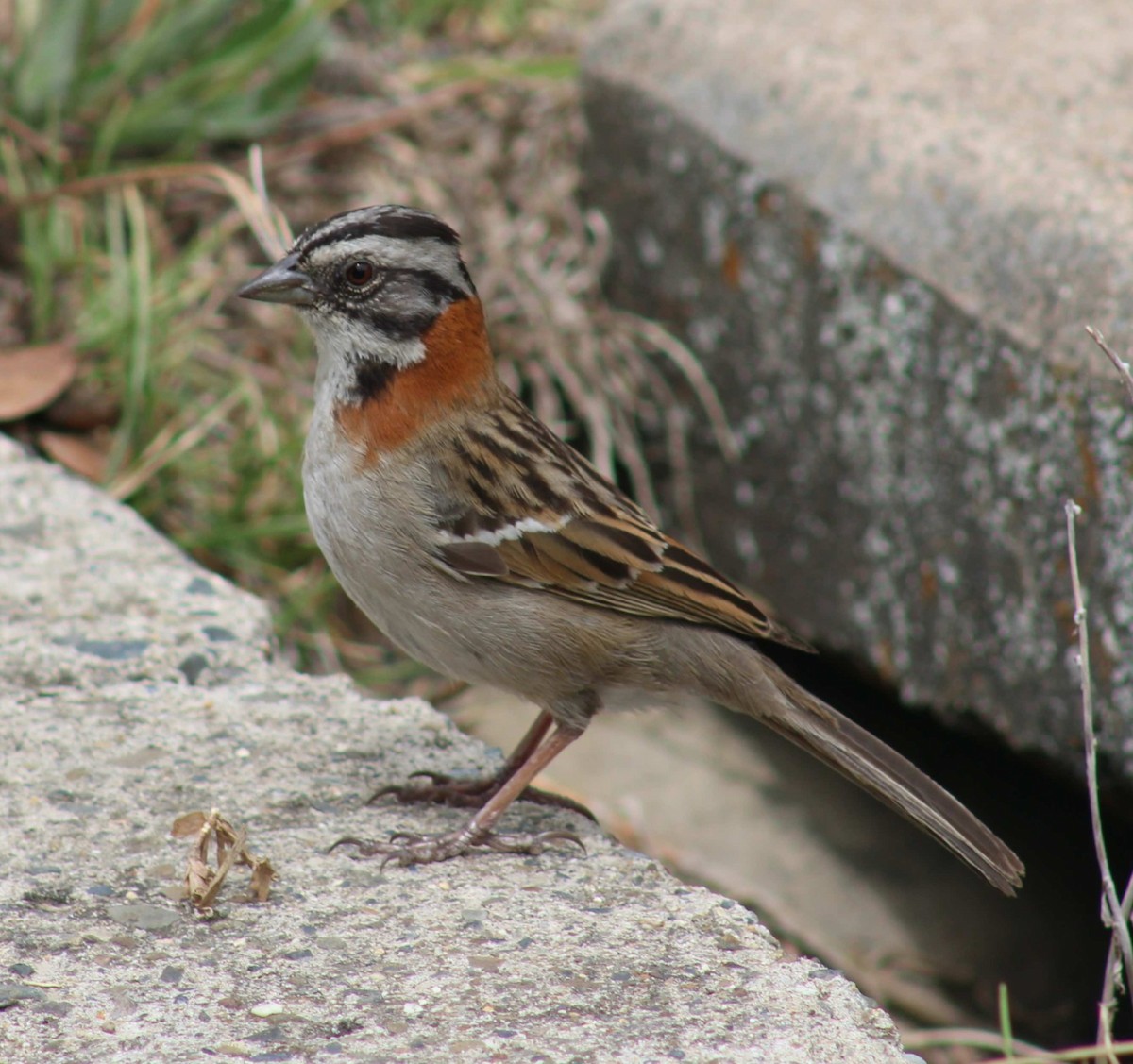 Chingolo Común - ML645918406