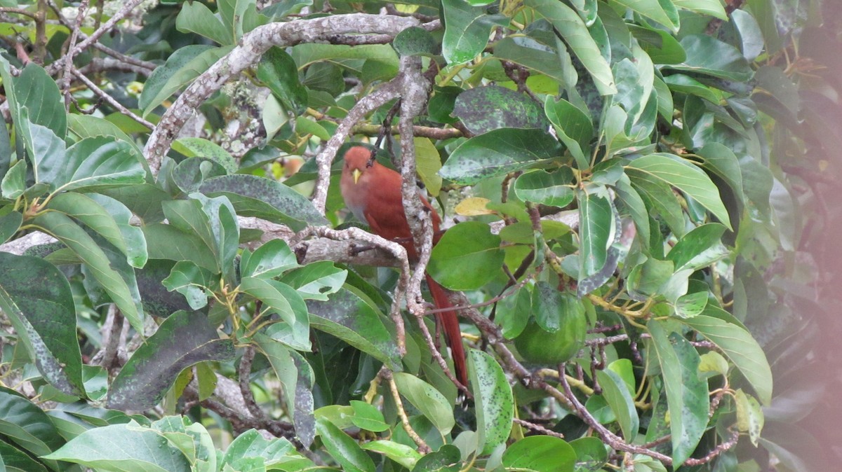 Cuco Ardilla Común - ML645918409