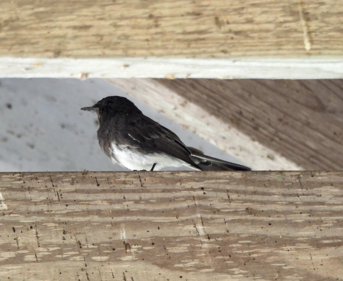 Mosquero Negro - ML645918410