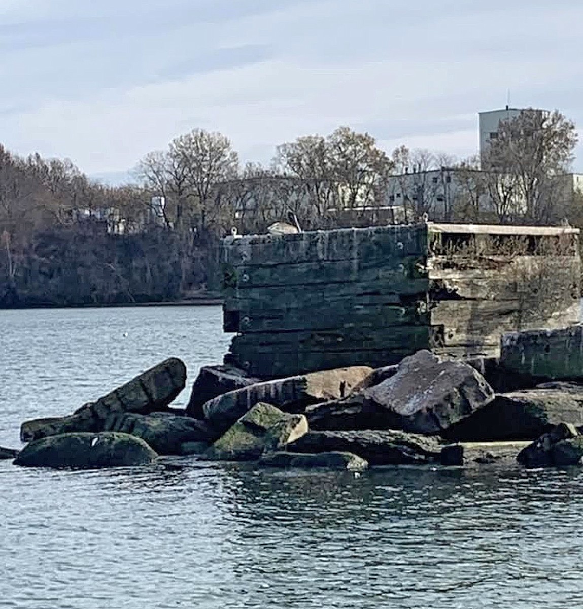 Brown Pelican - ML645918412