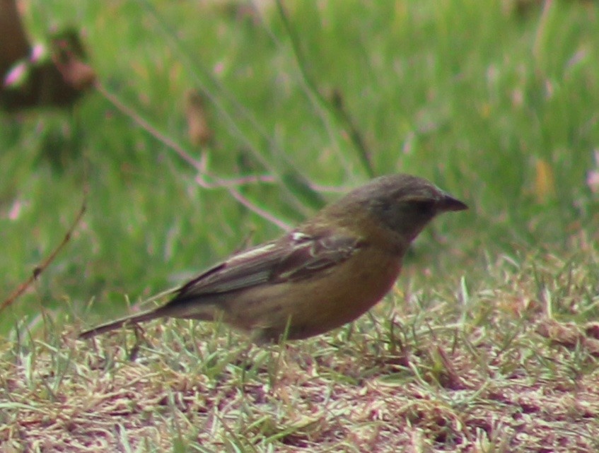 Yal Peruano - ML645918413