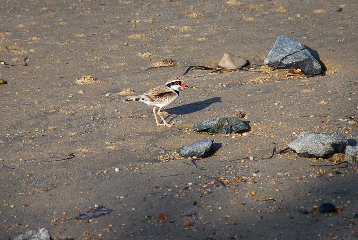 Chorlitejo Frentinegro - ML645918414