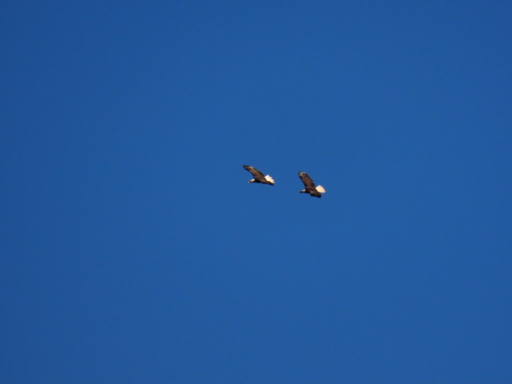 Pigargo Americano - ML645918415