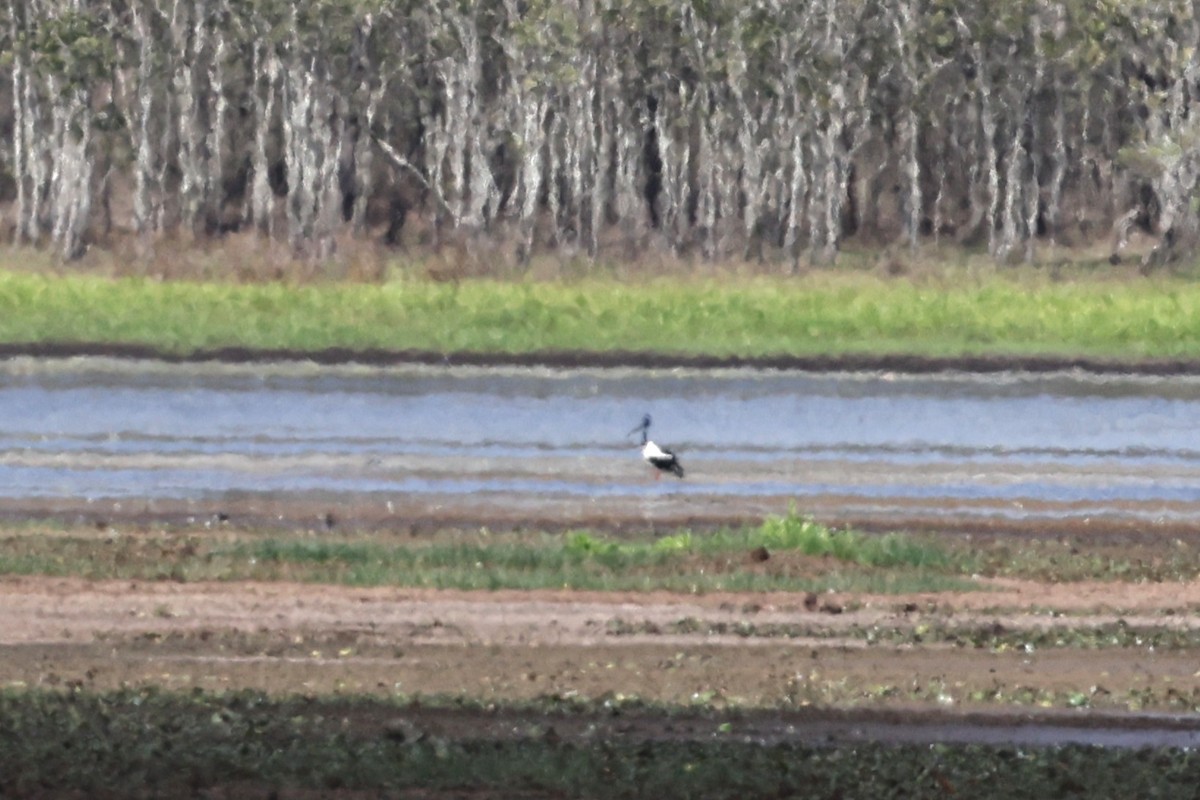 Jabirú Asiático - ML645918416