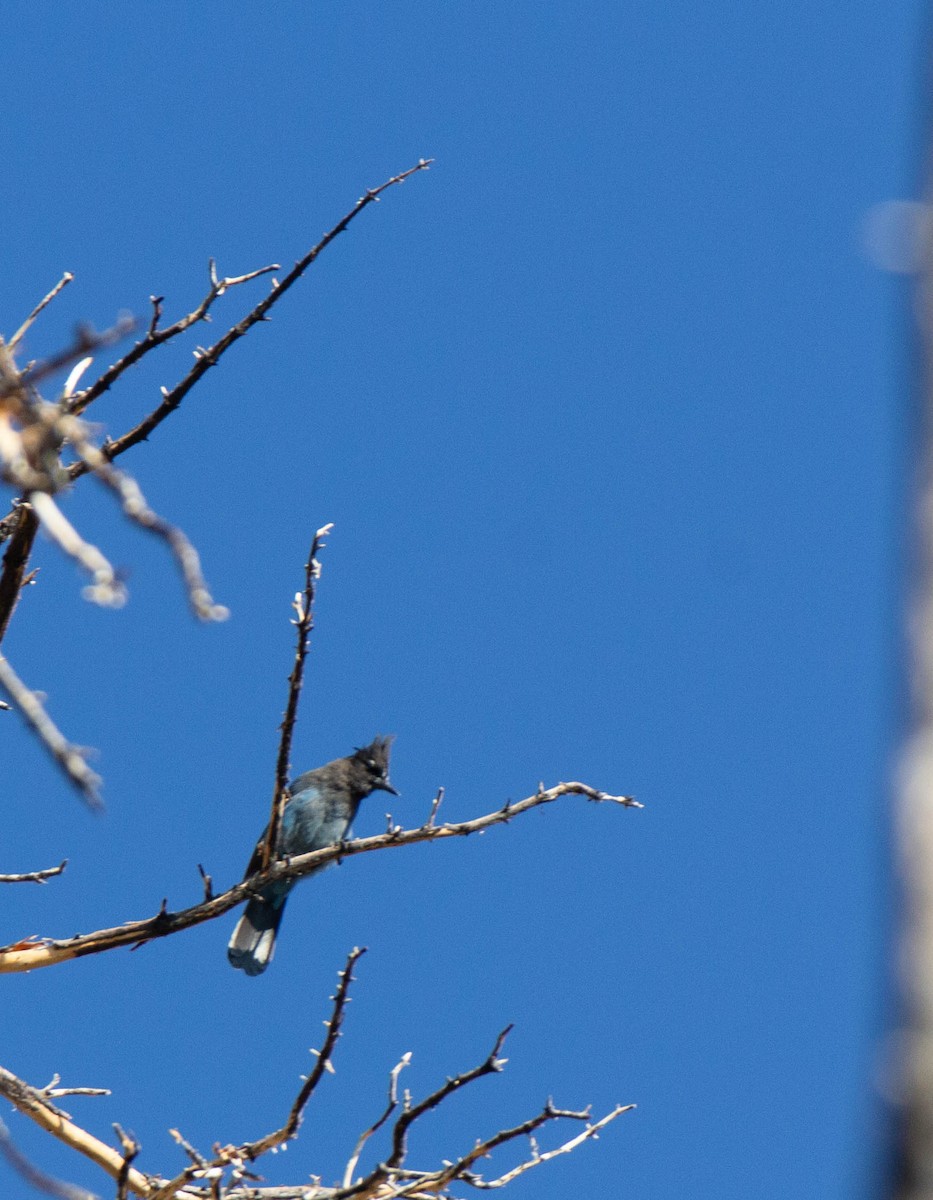 Chara de Steller - ML645918417