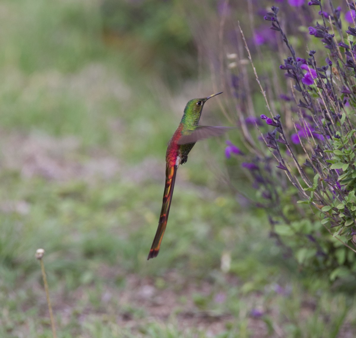 Colibrí Cometa - ML645918419