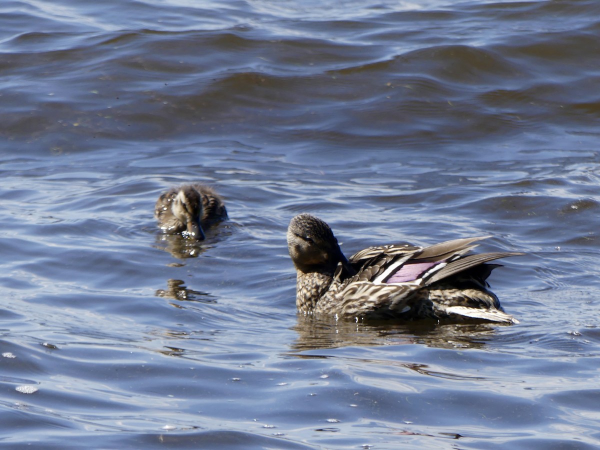 Ánade Azulón - ML645918420