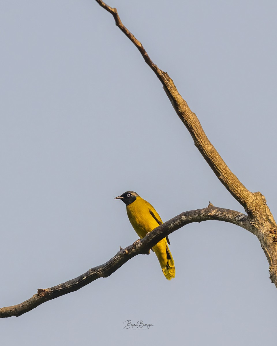 Bulbul Cabecinegro - ML645918421