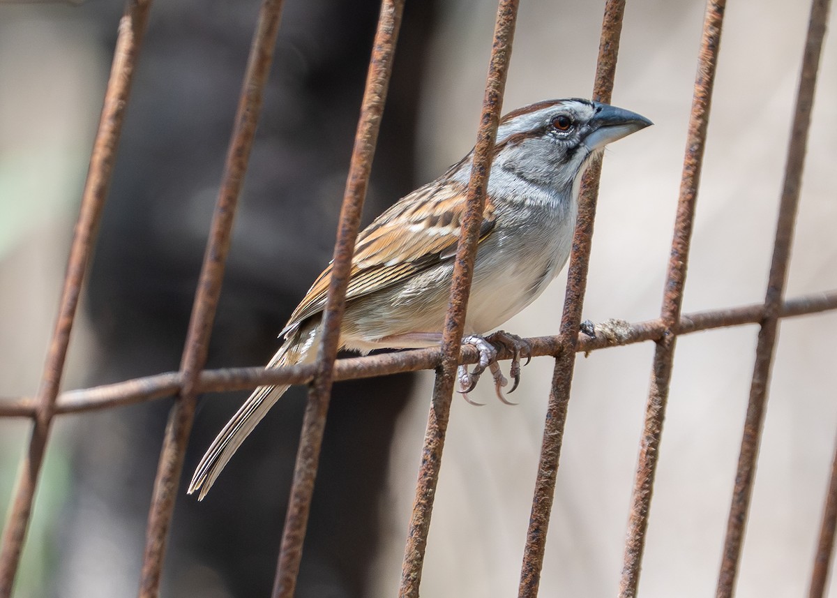 Chingolo de Tumbes - ML645918422