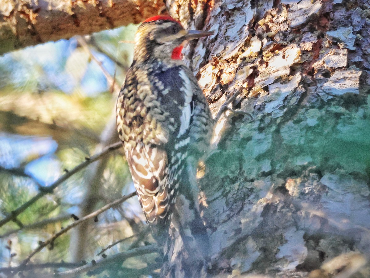 Chupasavia Nuquirrojo - ML645918423