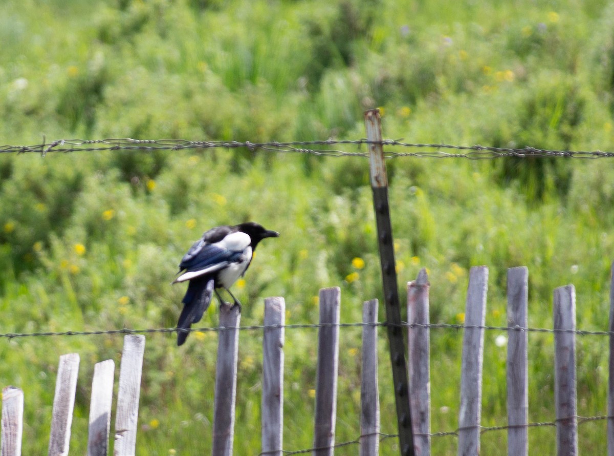 Urraca de Hudson - ML645918424