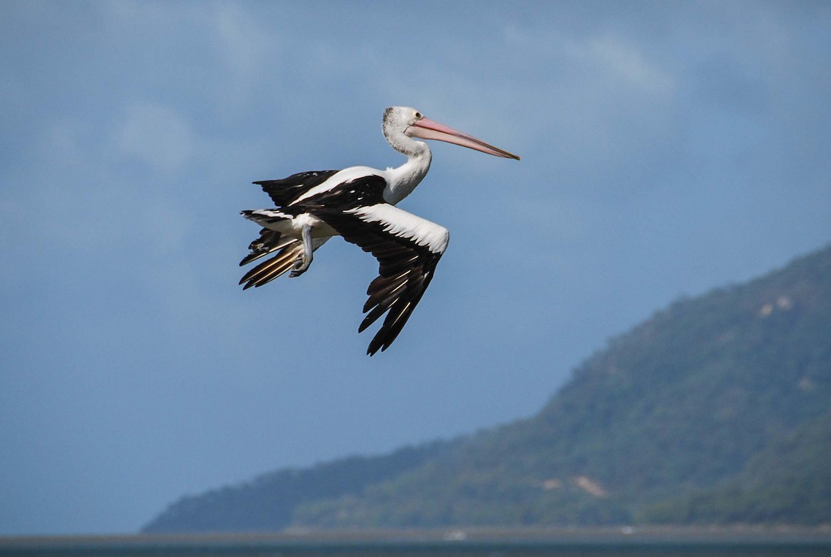 Pelícano Australiano - ML645918425