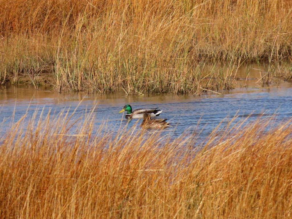 Ánade Azulón - ML645918427