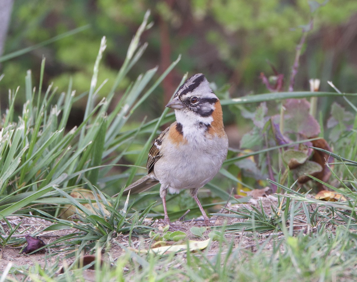 Chingolo Común - ML645918429